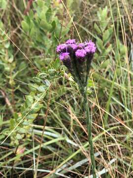 Image of Bristle-Leaf Chaffhead