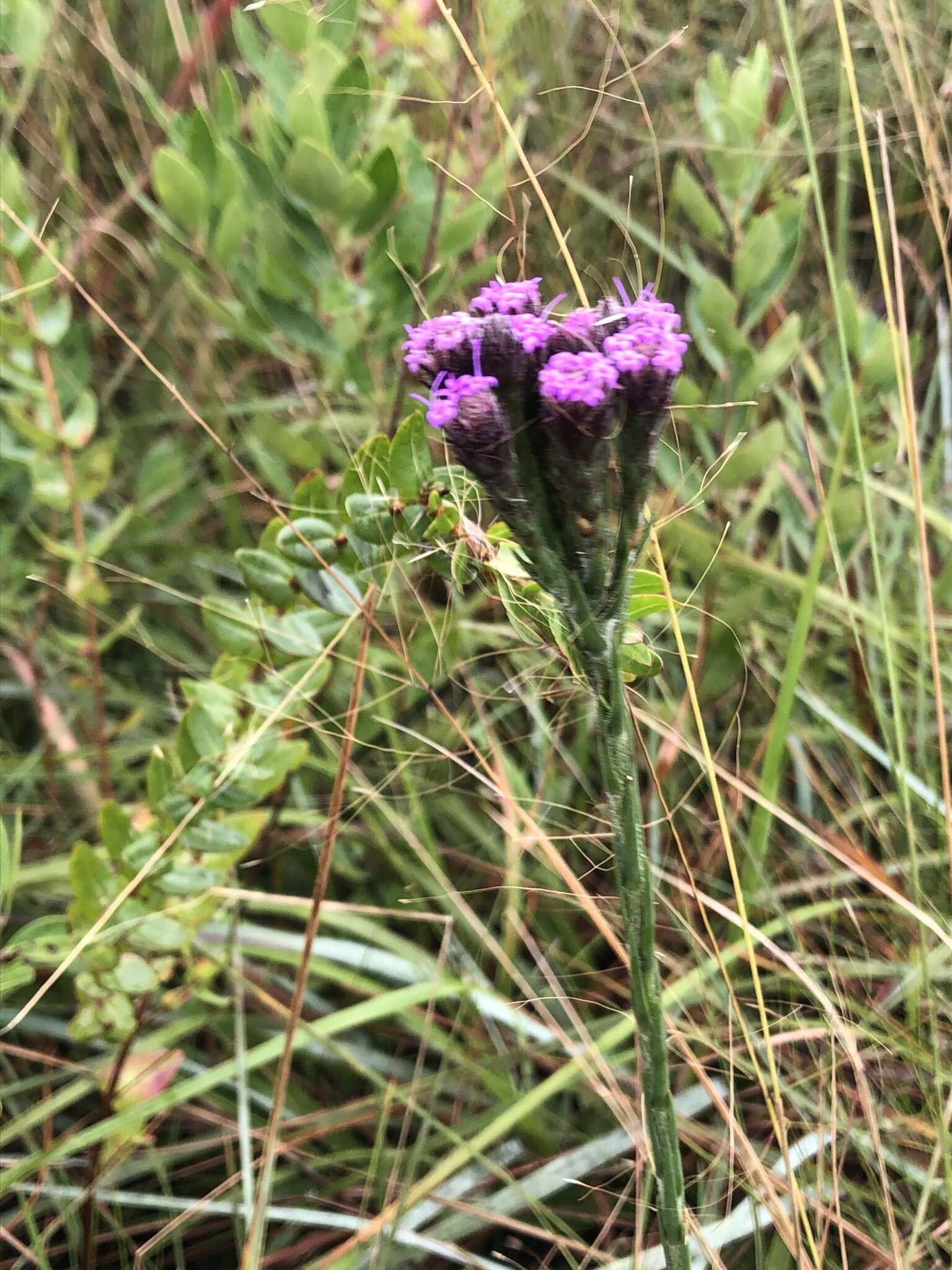 Carphephorus pseudoliatris Cass.的圖片