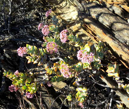 Image of Concertina plant