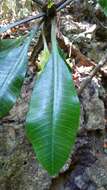 Euphorbia leuconeura Boiss. resmi