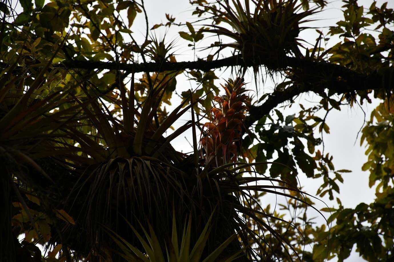 Image de Tillandsia carlos-hankii Matuda