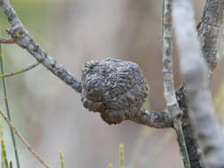 Image of Allocasuarina fraseriana (Miq.) L. A. S. Johnson