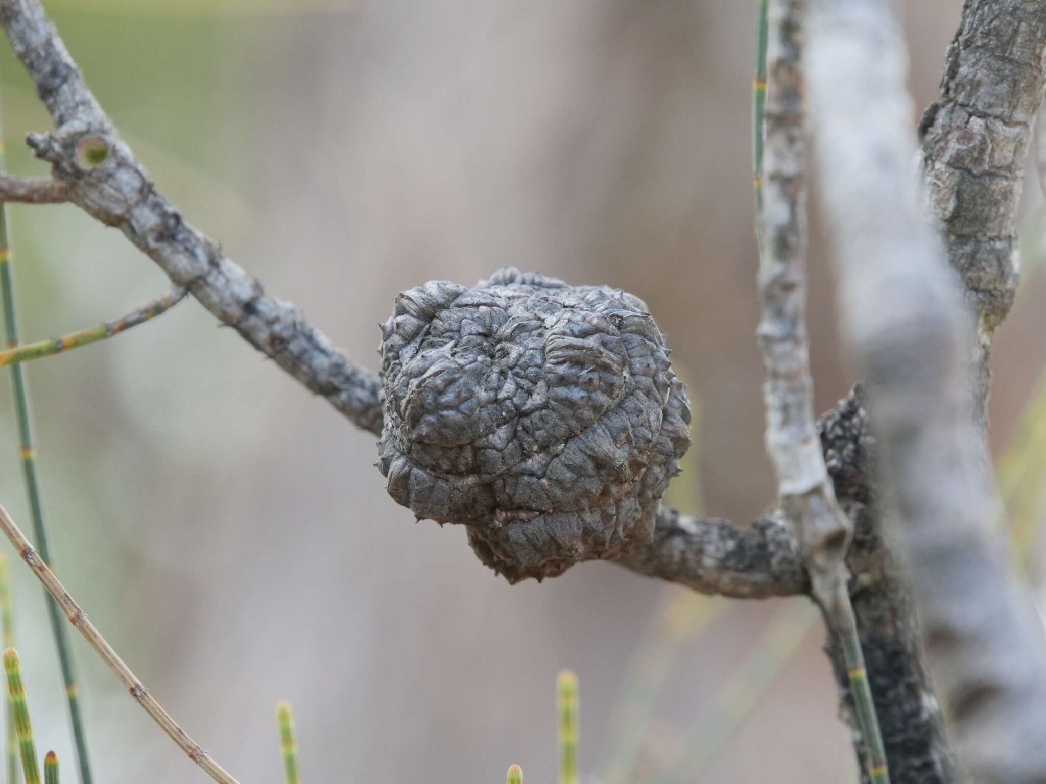 Image of Allocasuarina fraseriana (Miq.) L. A. S. Johnson