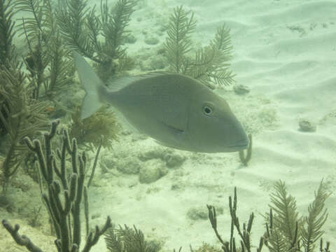 Image of Goat's Head Porgy