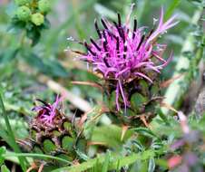 Слика од Centaurea borjae E. Valdes-Bermejo & S. Rivas Goday