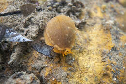 Image of Notocypraea angustata (Gmelin 1791)