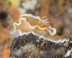 Image of Red-margined orange slug