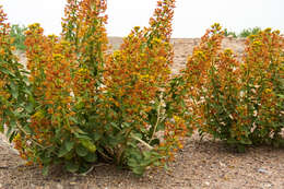 Image of Cleome coluteoides Boiss.