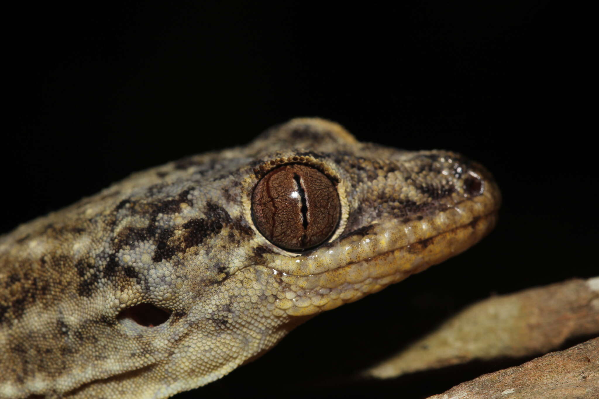 Image of Madagascar Velvet Gecko