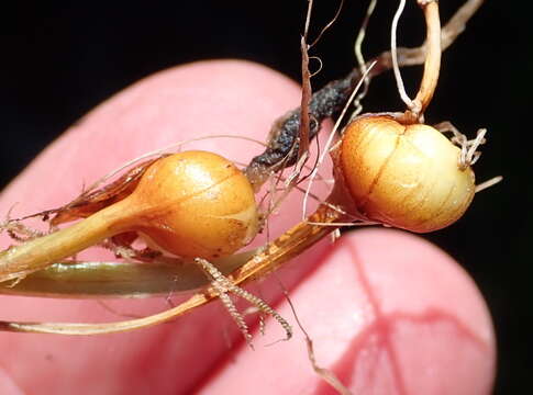 Image of Geissorhiza outeniquensis Goldblatt