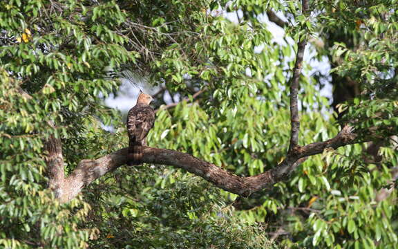 Image of Wallace's Hawk-Eagle