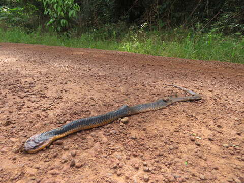 Image of Amazon False Fer-de-lance