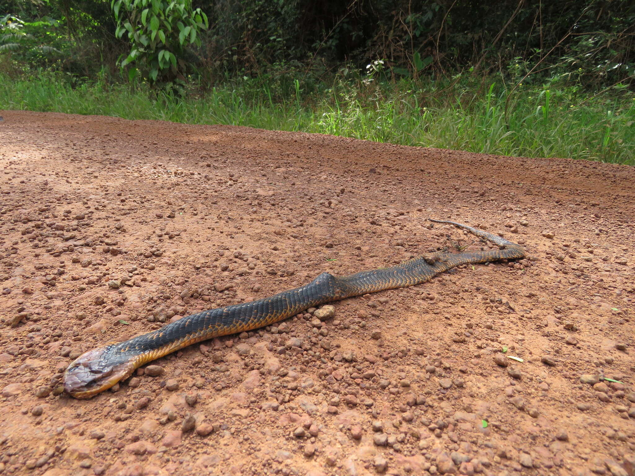 Image of Amazon False Fer-de-lance