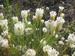 Image of Fringe Falseslugwort