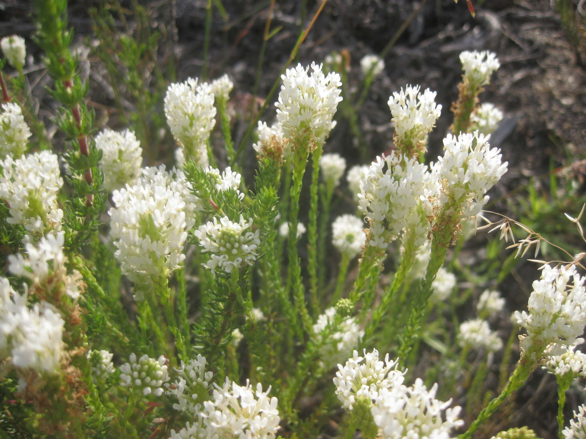 Image of Fringe Falseslugwort