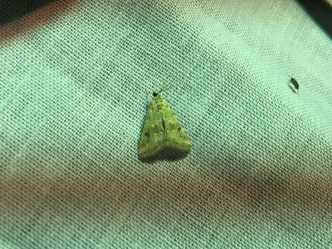 Image of Cabbage Webworm Moth