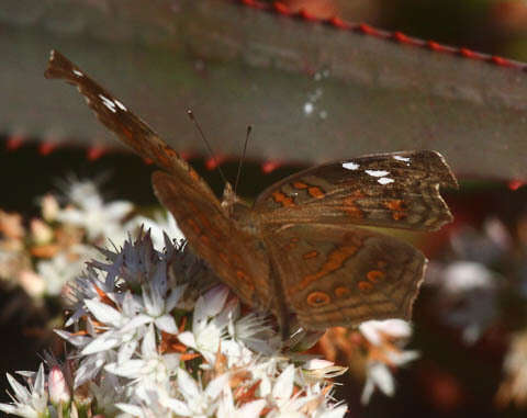 Imagem de Junonia natalica Felder 1860