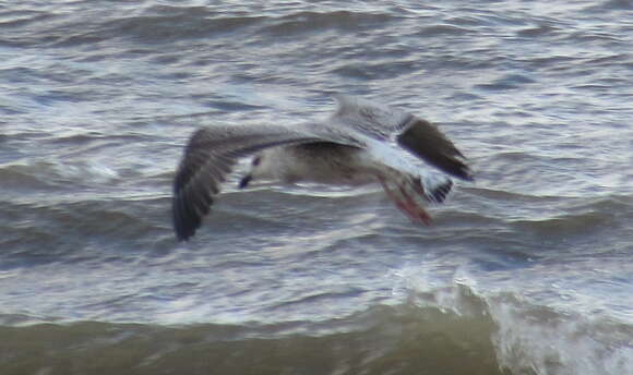 Image of Great Black-backed Gull