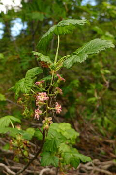 Image of mapleleaf currant