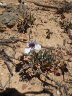 Image of Pelargonium tricolor (Jacq.) Curt.