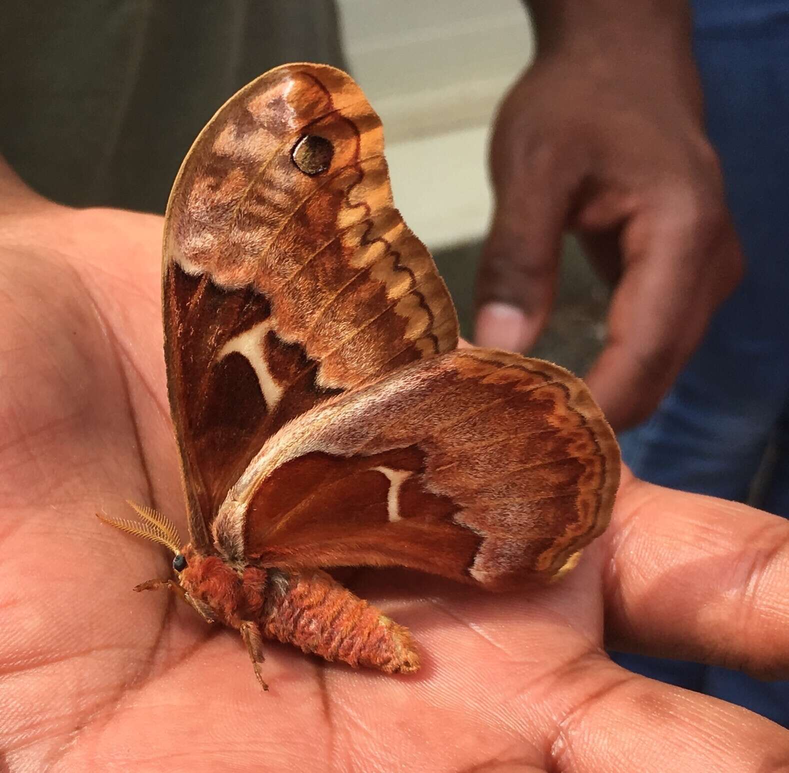 Image of Tulip-tree Silkmoth