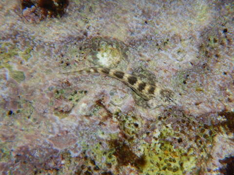 Image of Coryphoblennius