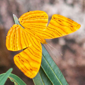 Plancia ëd Chersonesia intermedia Martin 1895