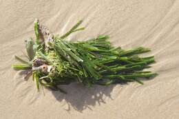 Image of Caulerpa filiformis