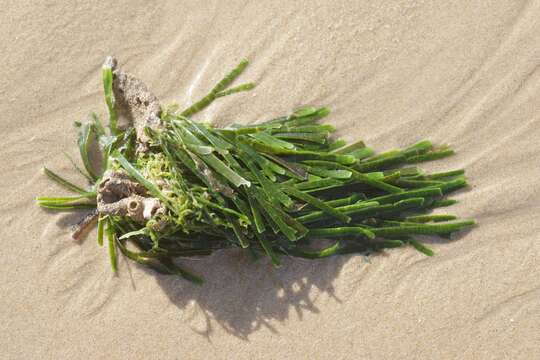 Caulerpa filiformis的圖片