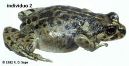 Image of Challhuaco frog