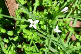 Image of Arcytophyllum serpyllaceum (Schltdl.) Terrell