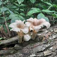 Imagem de Pleurotus cornucopiae (Paulet) Rolland 1910