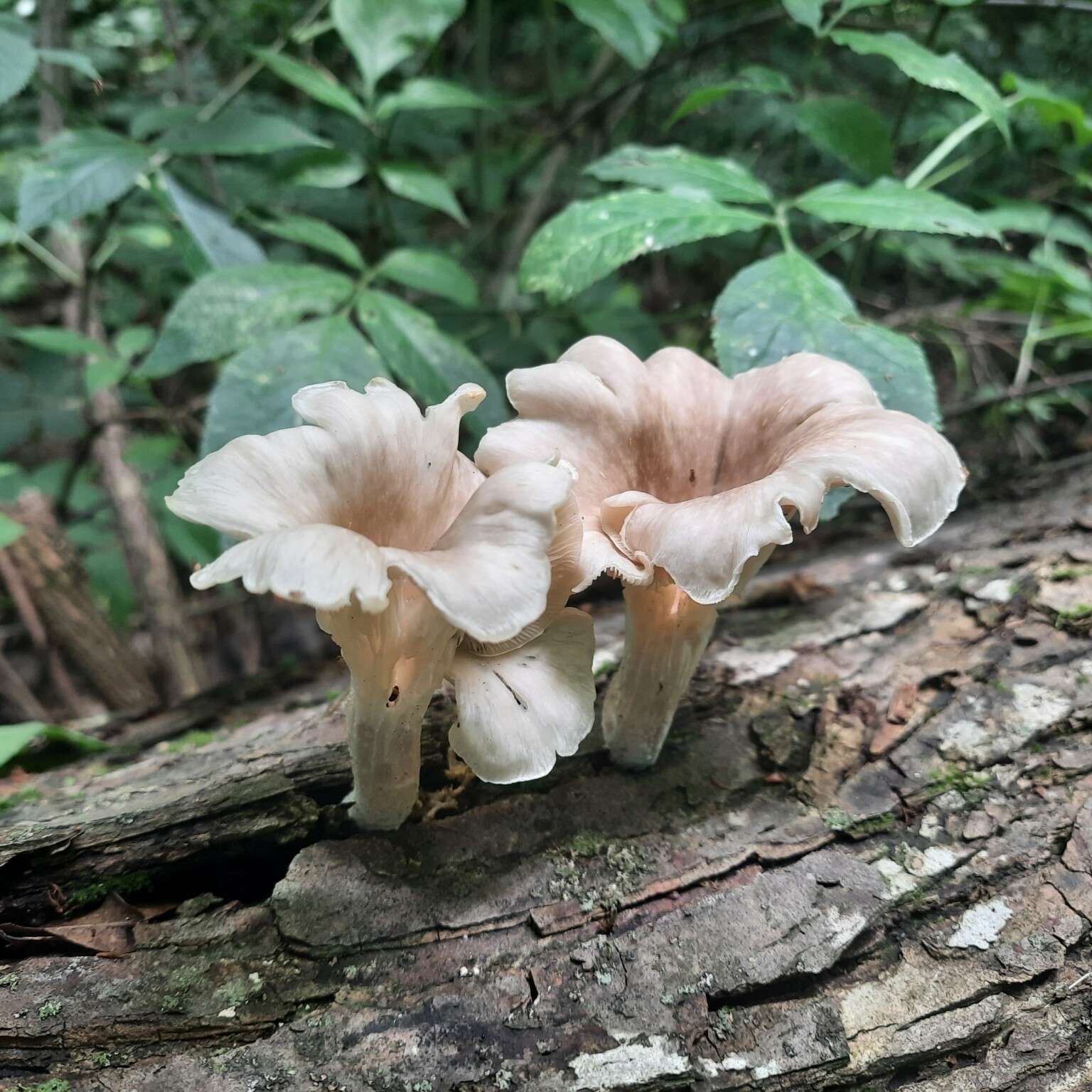 Imagem de Pleurotus cornucopiae (Paulet) Rolland 1910