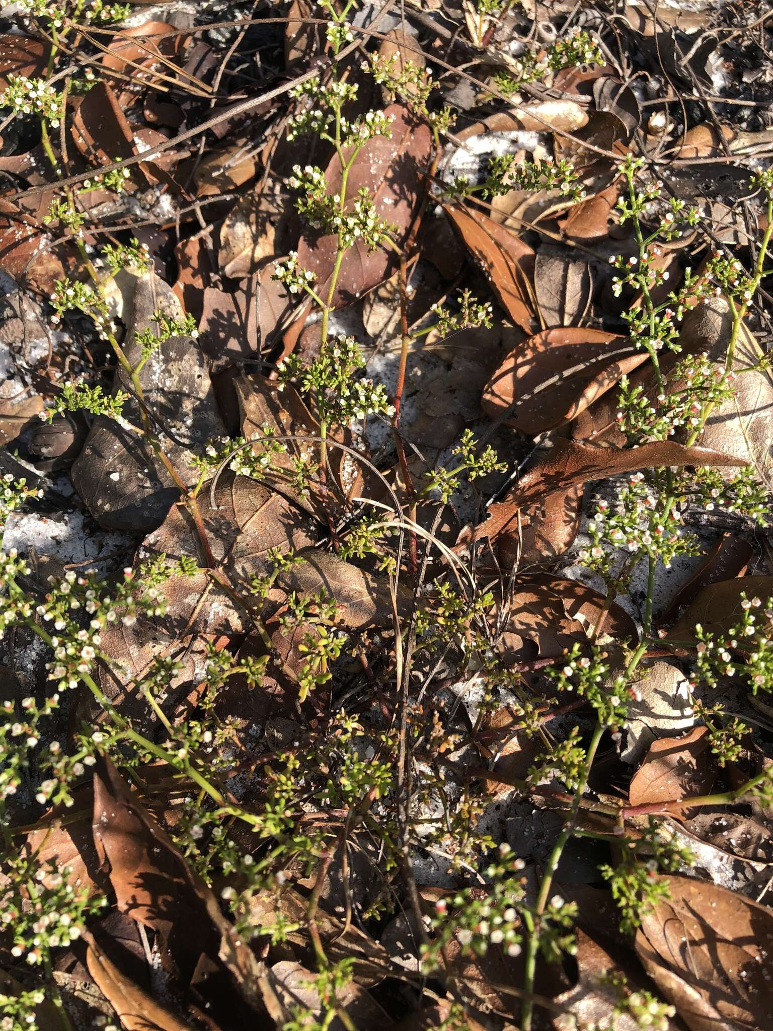 Image of American nailwort