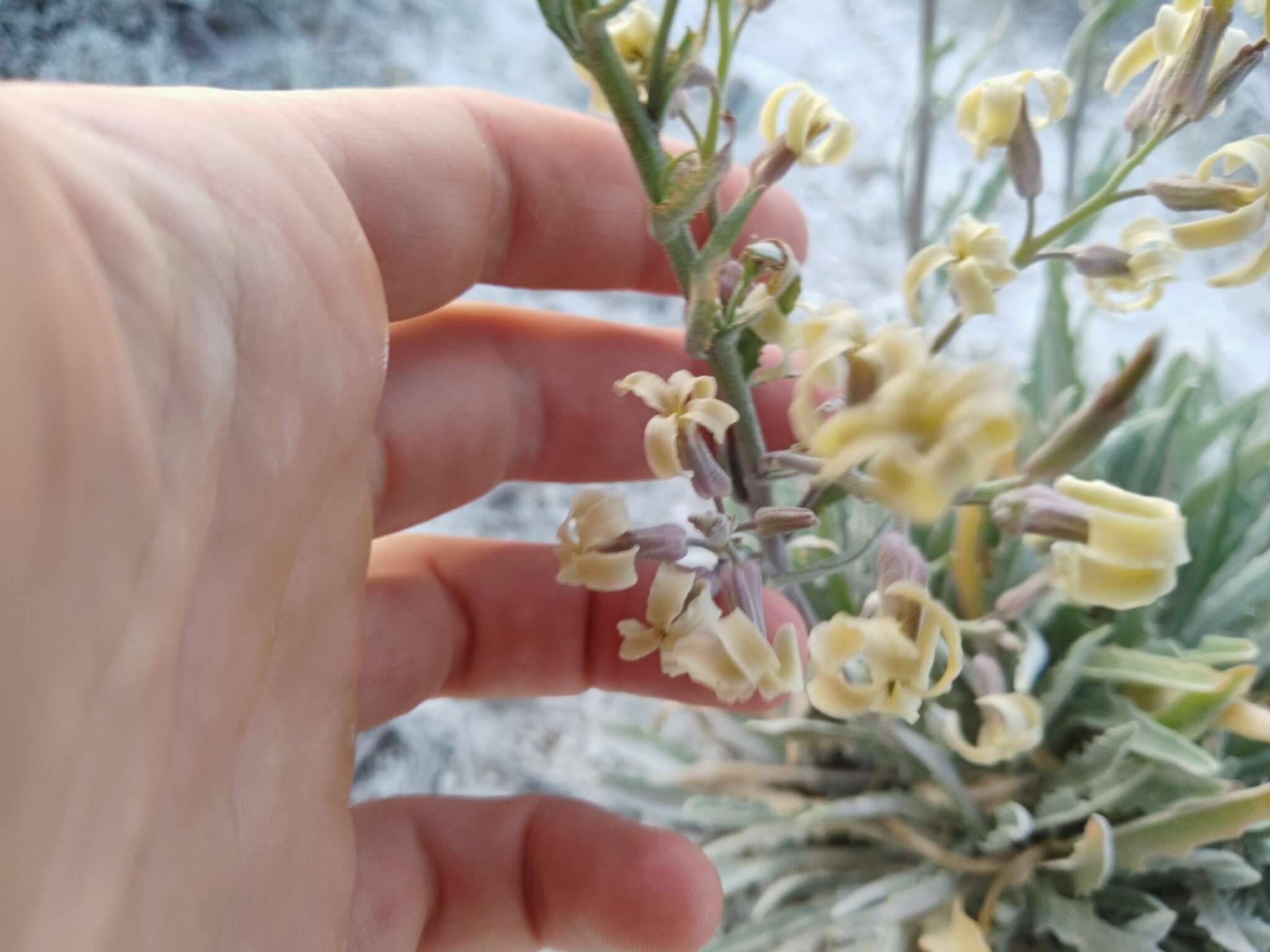 Image of Matthiola fragrans (Fisch.) Bunge