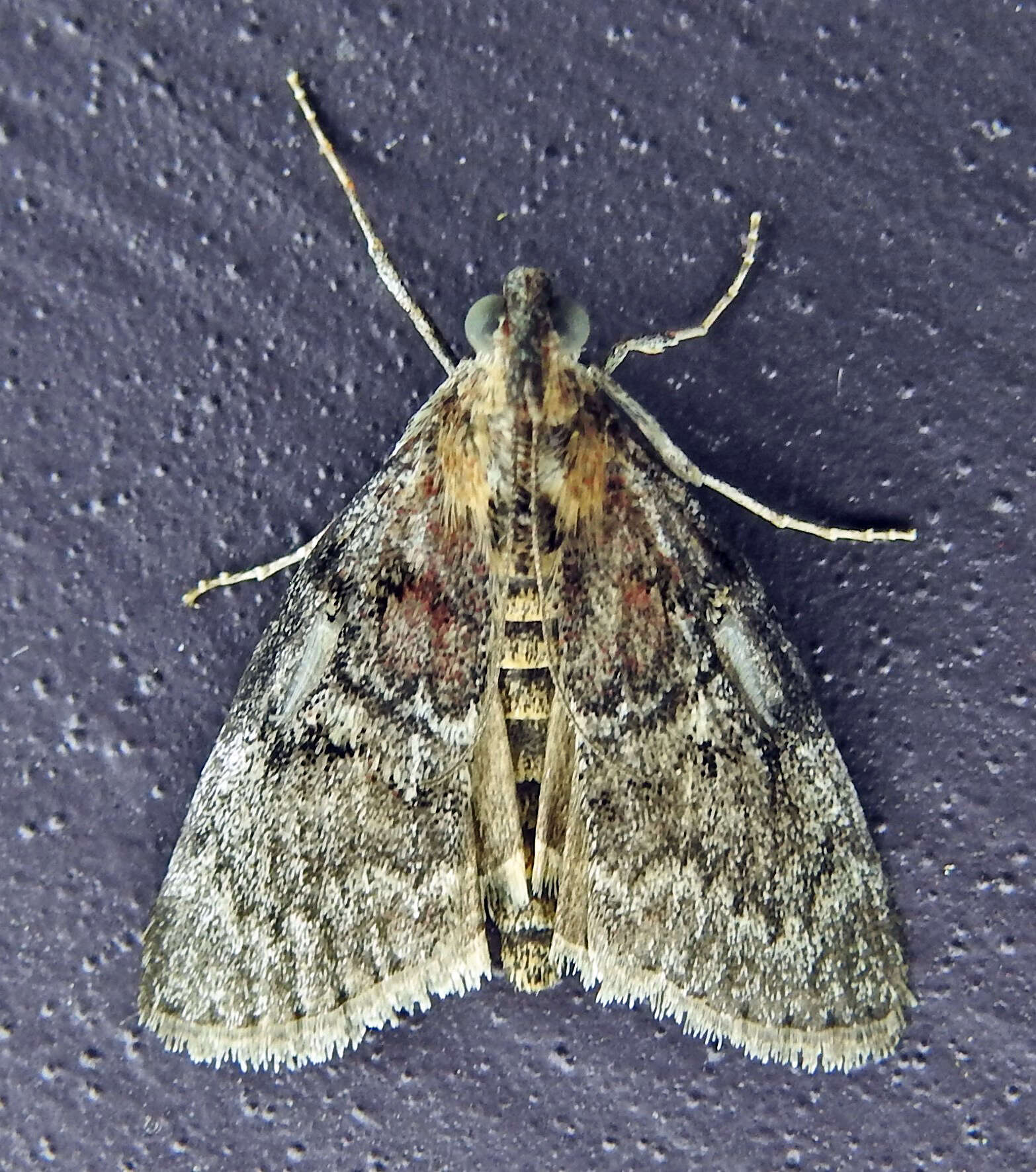 Image of Double-humped Pococera Moth