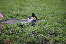 Image of Yellow-bellied Siskin