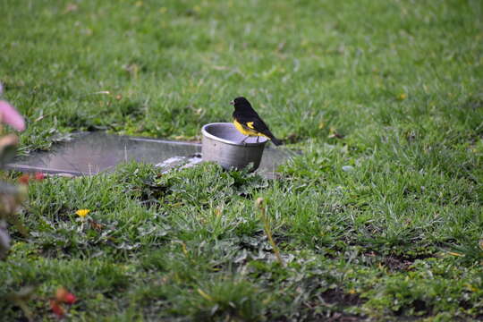 Image of Yellow-bellied Siskin