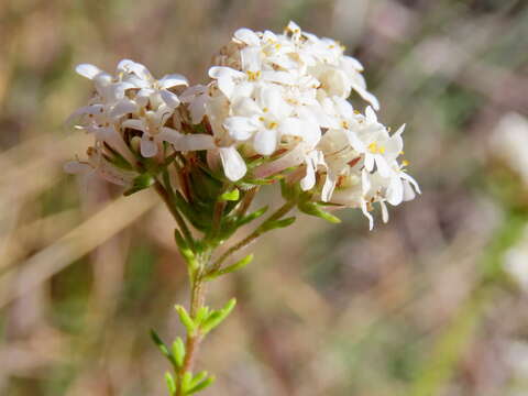 Слика од Selago fruticosa L.