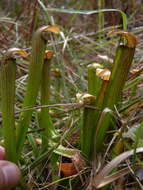 Image of sweet pitcherplant