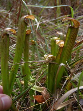 Image of sweet pitcherplant