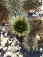 Image of teddybear cholla