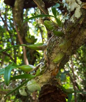 Image of Bulbophyllum clavatum Thouars