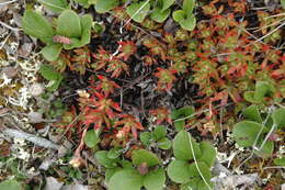 Imagem de Saxifraga tricuspidata Rottb.