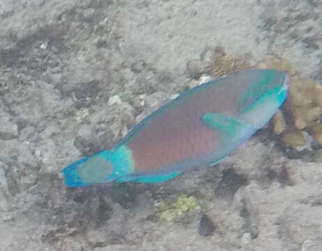 Image of Pacific bullethead parrotfish