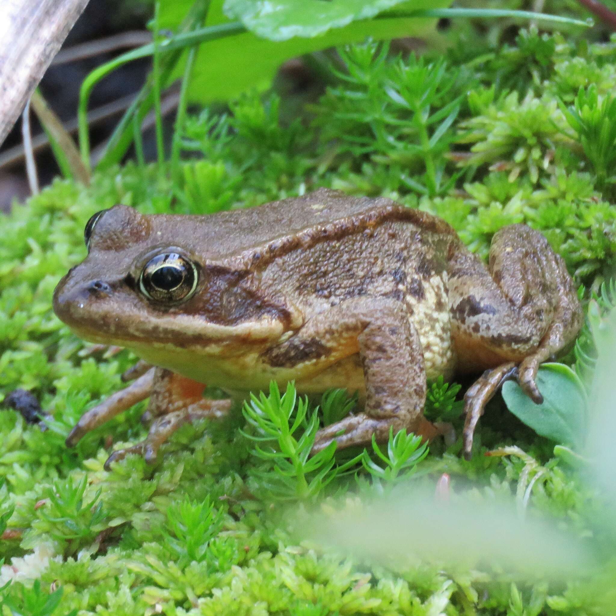 Image of Cascades Frog