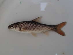 Image of Rosefin barb