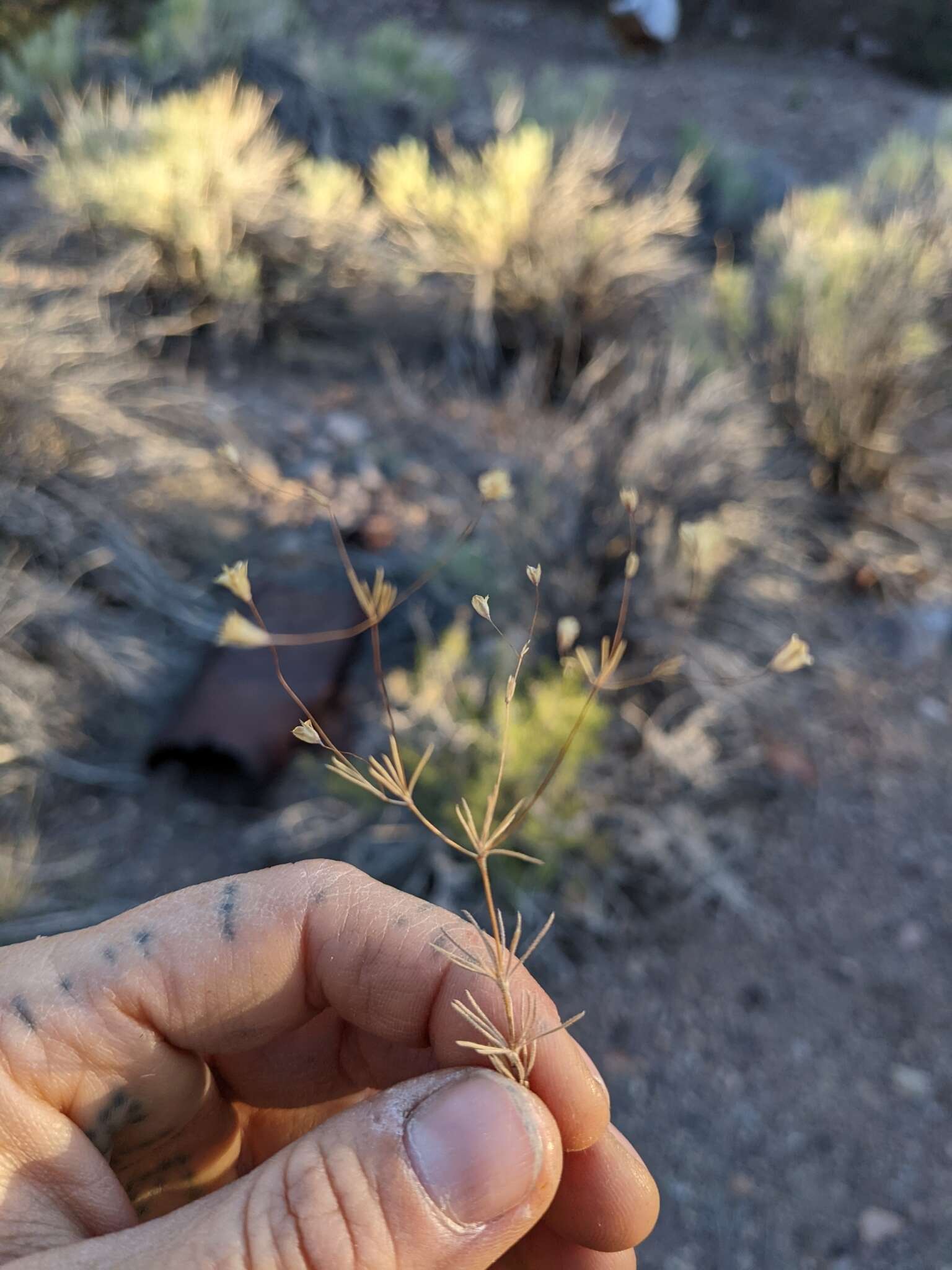 Image of northern linanthus