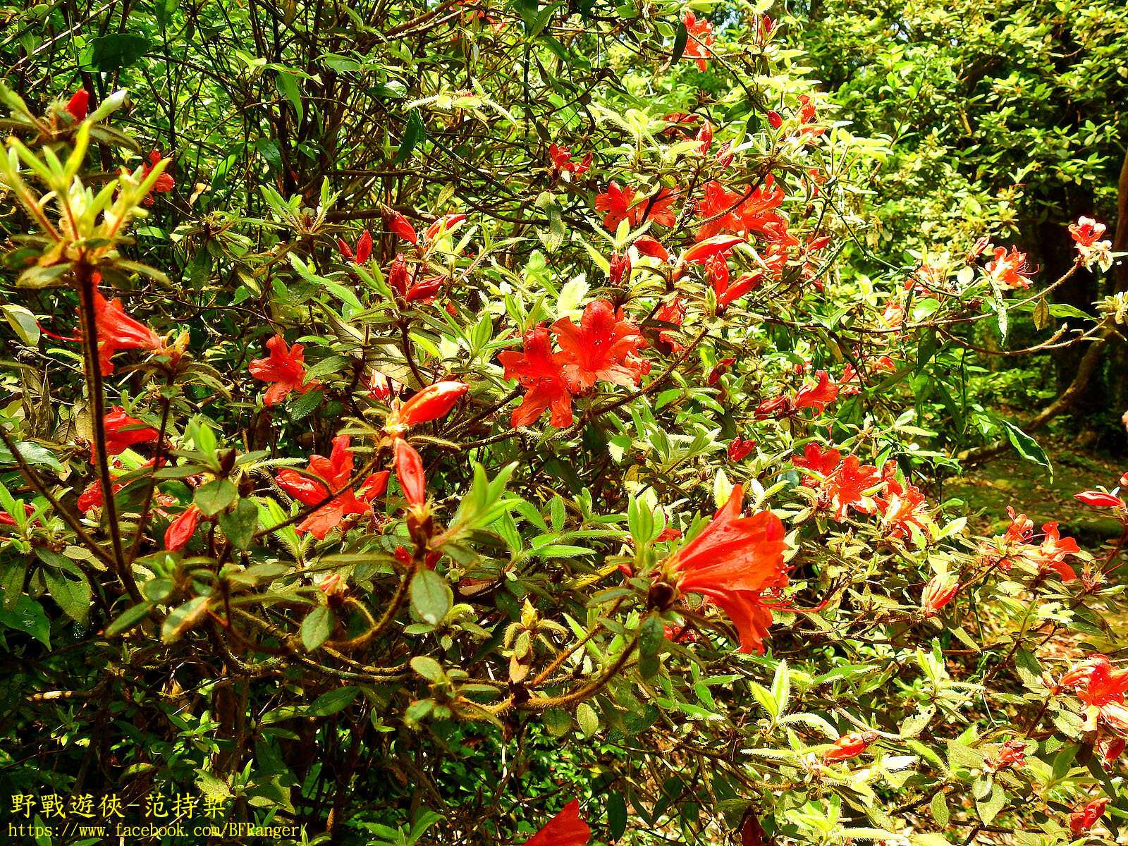 Image of Rhododendron oldhamii Maxim.