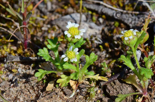 Image of Brachyscome goniocarpa Sond. & F. Müll.